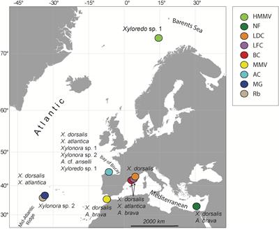 Wooden Stepping Stones: Diversity and Biogeography of Deep-Sea Wood Boring Xylophagaidae (Mollusca: Bivalvia) in the North-East Atlantic Ocean, With the Description of a New Genus